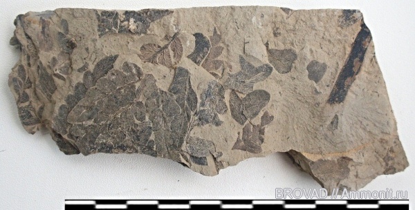 Neuropteris, Pteridospermae, cormophyta