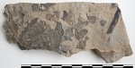 Neuropteris sp.