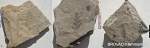 Pteridospermae