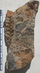 Neuropteris sp.