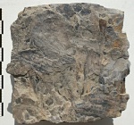 Cyclopteris sp.