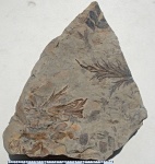 Aphlebia crispa (Gutb.) Presl.