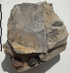 Dorycordaites palmaeformis (Geopp.) Grand Eury
