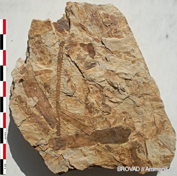 stigmaria, cormophyta, Lucopsida