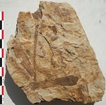 Stigmaria sp.