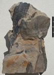 Odontopteris sp.