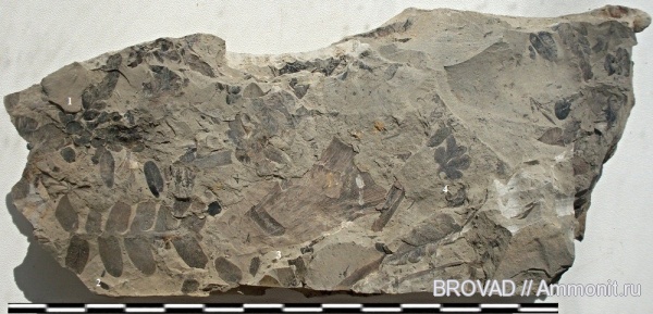 Neuropteris, Pecopteris, Sphenopteris, Pteridospermae, cardiopteris, Pteropsida