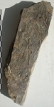 Calamostachys sp.