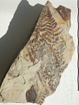 Asterotheca Miltonii ( Artis) Zeill.