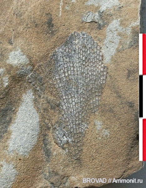 Fenestella, Bryozoa