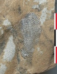 Fenestella sp.