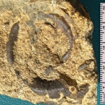 Euomphalus marginatus (Eichw.)