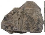 Asterotheca oreopteridia (Schloth.) Zeill.