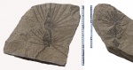 Asterophyllites equisetiformis (Schlotheim) Brongn.