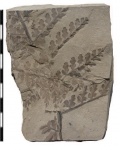 Mariopteris latifolia (Brongn.) Zeill.