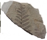 Mariopteris acuta Brongniart