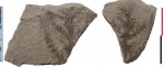 Asterophyllites lycopodioides Zeill.