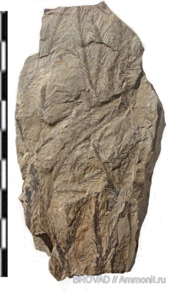 lycopodites, Lycopsida, cormophyta