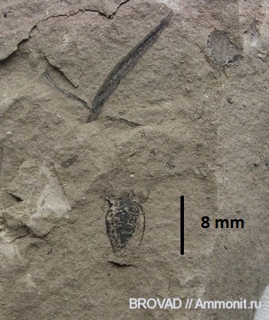 Pteridospermae, cormophyta, Cyclospermum ovata
