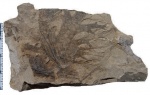 Aphlebia crispa (Gutb.) Presl.