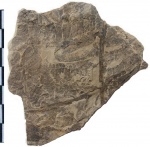 Asterotheca sp.