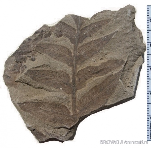 Pteridospermae, cormophyta, Odontopteris aiutensis