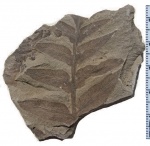 Odontopteris aiutensis Zales. et Tschirk.