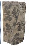 Eusphenopteris trifoliolata (Artis)