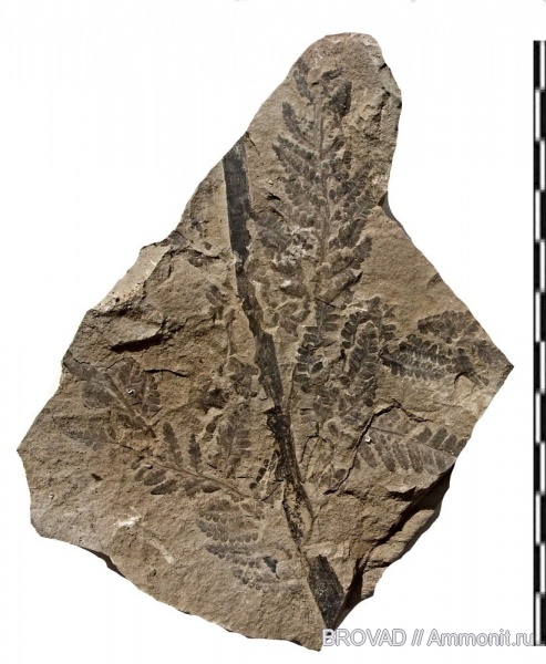 Asterotheca, cormophyta, filicinae