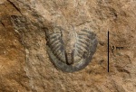 Trilobita