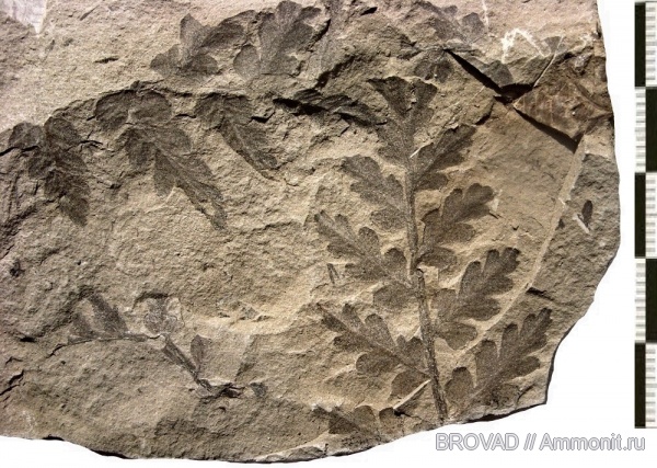 Pteridospermae, cormophyta, Mariopteris latifolia
