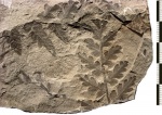 Mariopteris latifolia (Brongn.) Zeiller