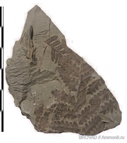 Asterotheca, cormophyta, filicinae