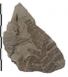 Asterotheca sp.