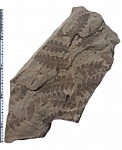 Asterotheca sp.