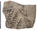 Mariopteris latifolia (Brongn.) Zeiller
