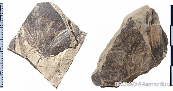 Pteridospermae, cormophyta, Odontopteris sp