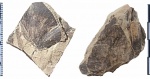 Odontopteris  sp.