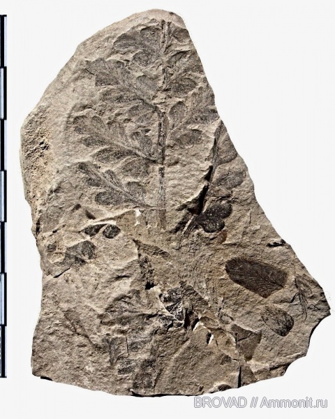 Pteridospermae, cormophyta, Mariopteris latifolia