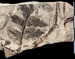Mariopteris muricata (Schloth.) Zeiller