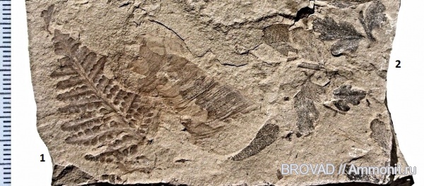 Pteridospermae, filicinae, Asterotheca Miltonii, Mariopteris latifolia