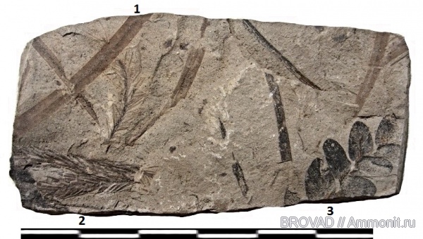 Neuropteris, Pteridospermae, Lycopsida, cormophyta