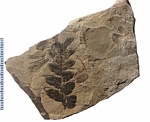 Mariopteris muricata (Schloth.) Zeiller