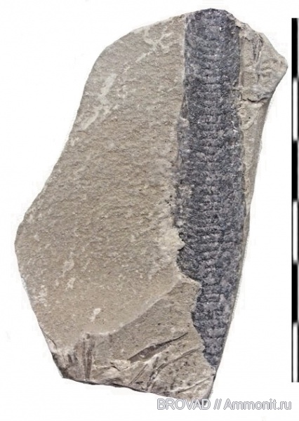 Lepidostrobus, Lycopsida, cormophyta, lepidostrobus variabilis