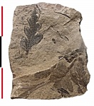 Mariopteris latifolia (Brongn.) Zeiller