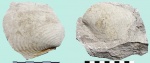 Inoceramus balticus Bohm.