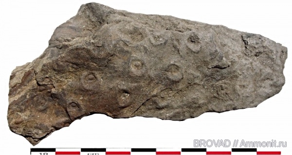 Stigmaria ficoides, Lycopsida, cormophyta