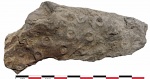 Stigmaria ficoides Sternberg,1826