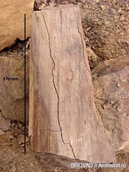 Syringodendron alternans, Lycopsida, cormophyta