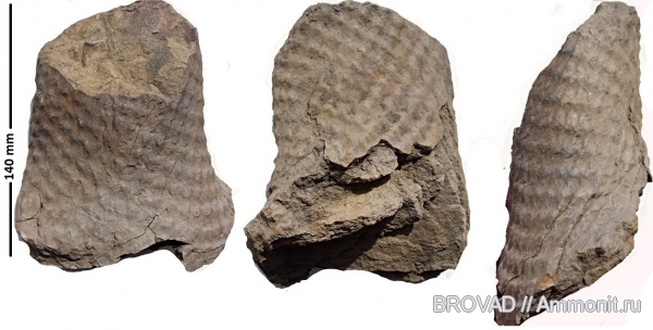 Lycopsida, cormophyta, Lepidophloios laricinus